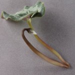 シクラメンについての質問