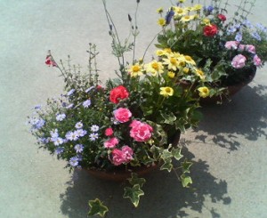 なんと彩菜まつりに遊びにおいで(＾ー＾)