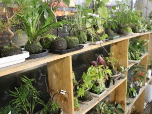 苔玉教室開催！！