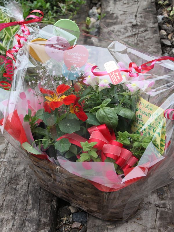 新登場！！キッチンハーブセット☆