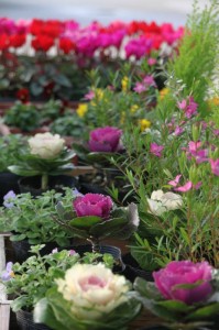 1450339_543872165690854_698261519_n