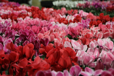 シクラメン出荷開始！！