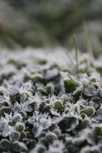 1004888_547623778649026_635480291_n