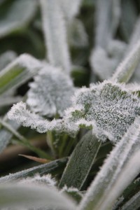 1425745_547623728649031_1510226720_n