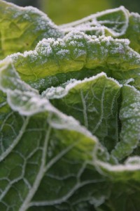 1470132_547623731982364_940737950_n