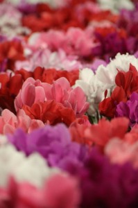 1480700_547183195359751_1629493721_n