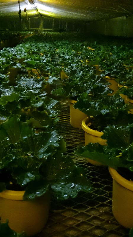 やっとサイネリア鉢上げ