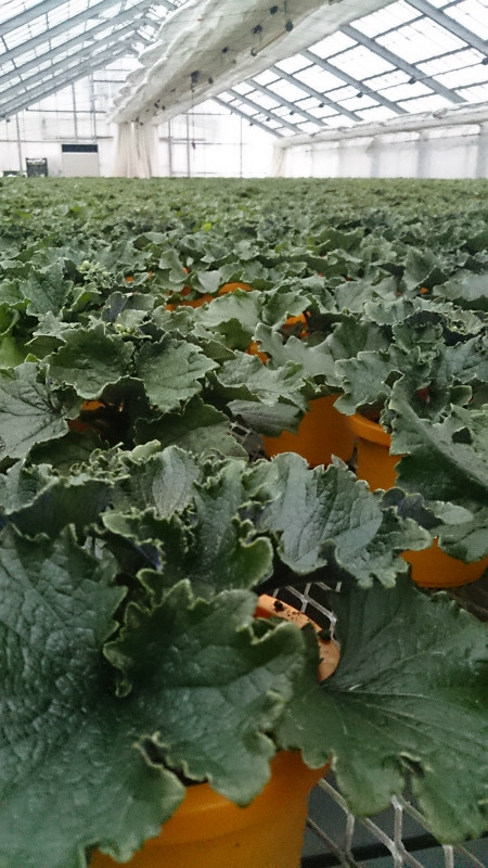 サイネリア順調♪