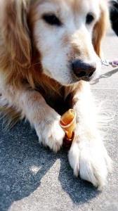 1911827_584134461664624_239414932_n