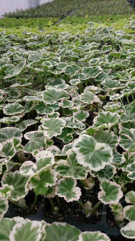 チビ苗ちゃんこんにちは！！