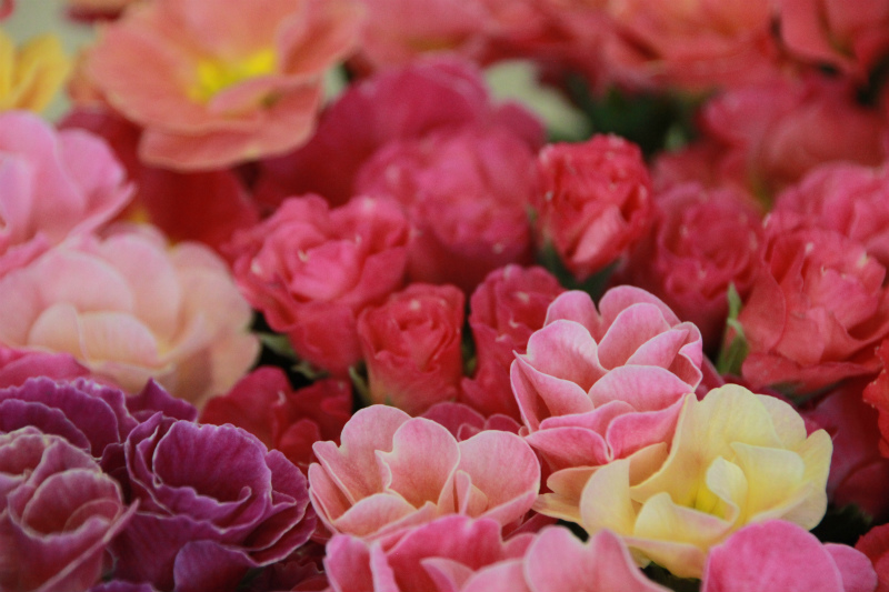 はーるよこーい♪