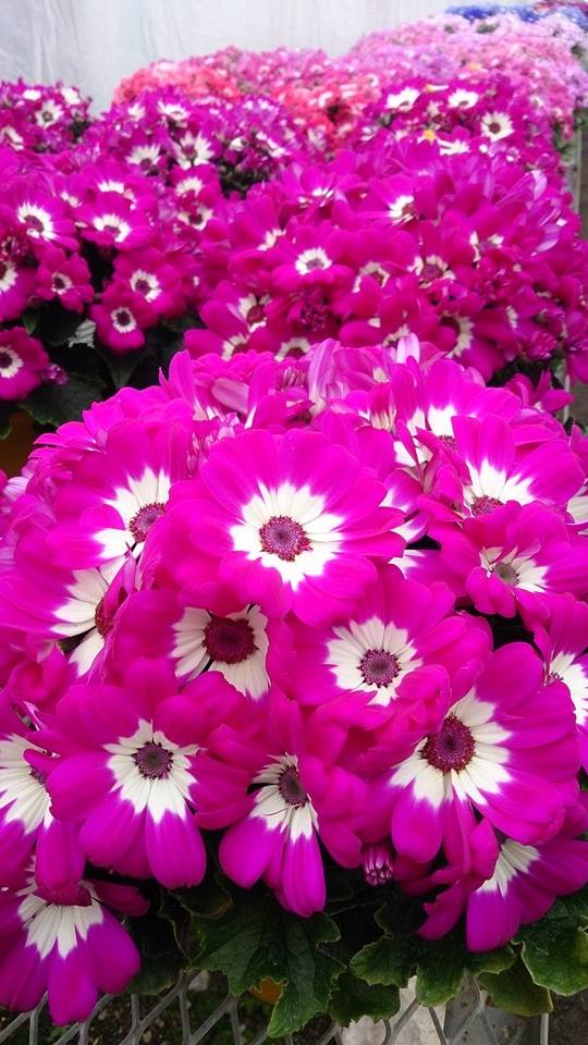 サイネリア万歳！！