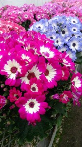 1002647_593940214017382_1593688288_n