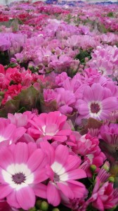 1959944_593940187350718_1165603067_n