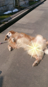 2014-03-13-06-04-13_deco