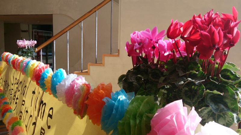 シクラメンその後・・・