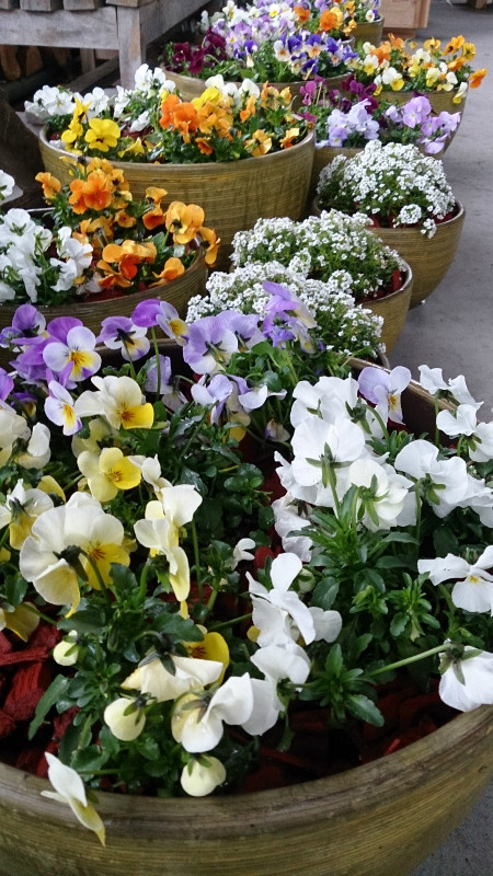 まちづくりに花のご依頼