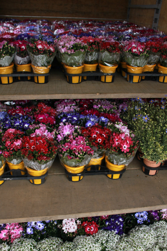 パッとサイネリア～♪