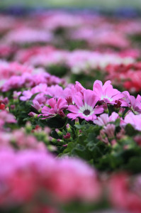 IMG_1581 - コピー