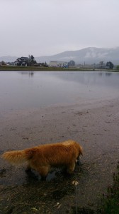 10014968_608052629272807_6371059714286763787_n