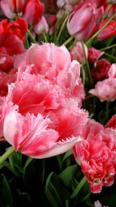 10151293_608574049220665_7419102646732063325_n