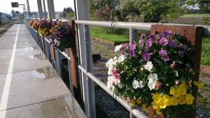 10157299_610605129017557_7053174335960956653_n