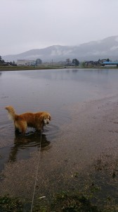 10176116_608052542606149_3081079249356096190_n