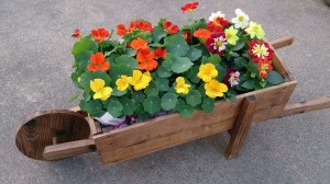 10259429_605481939529876_686493785_n