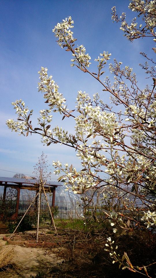 結婚記念樹ジューンベリー満開♪