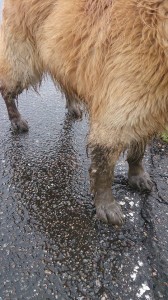 10296611_608052852606118_804020098803588165_n