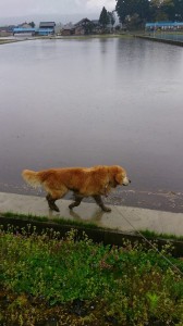 10300036_608052722606131_2870831538209049901_n