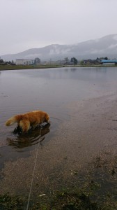 1422628_608052505939486_7216088427983849941_n