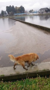 1509325_608052759272794_4687505527871106561_n