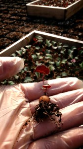 2014-04-01-22-29-00_deco