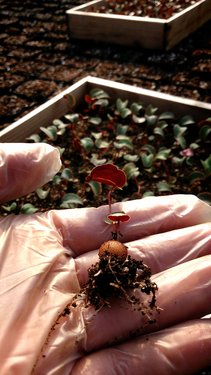 シクラメンポット上げかんりょ☆