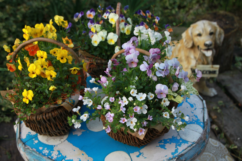 庭の花が綺麗です♪