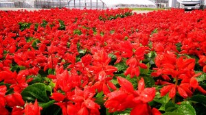 10359018_624840247594045_4054061621015773597_o