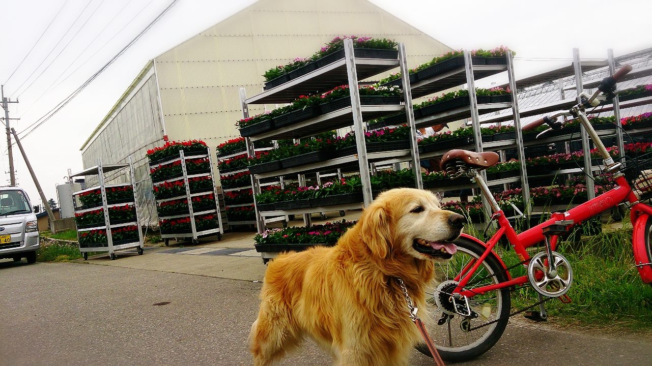 花と緑の銀行花苗配布開始☆