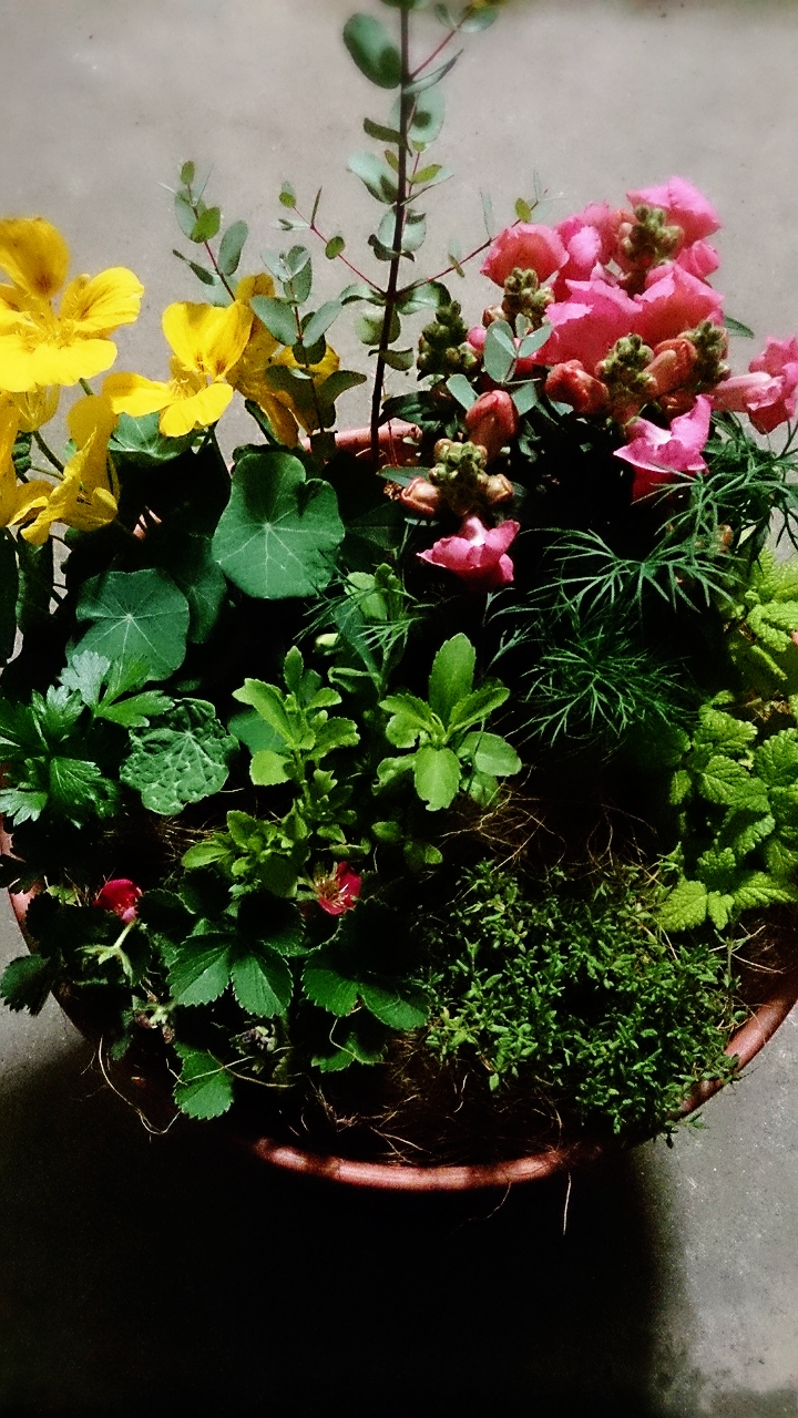 寄せ植えの贈り物♪