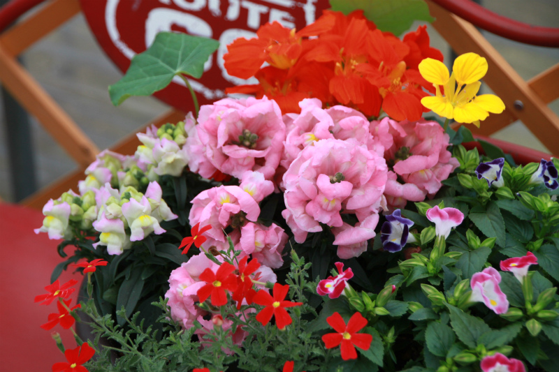 エディブルフラワーの寄せ植え♪