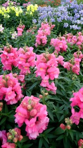 LINEcamera_share_2014-05-04-05-50-26