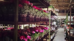 LINEcamera_share_2014-05-08-06-14-16