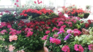 LINEcamera_share_2014-05-18-05-33-51