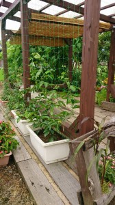 10387718_641021499309253_7751556646176535375_n