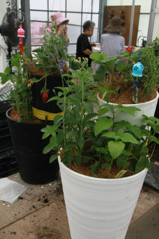 ツインポットを使ったハーブの寄せ植え