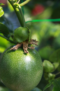 IMG_4153 - コピー