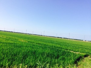 10482660_525750184193141_575625152_o