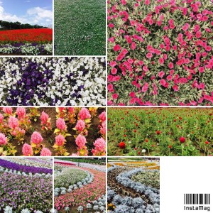 10487474_700497166682680_8741050230173912278_n