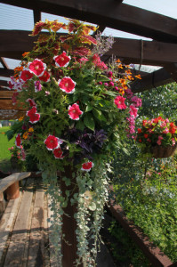 IMG_4156 - コピー