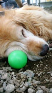 LINEcamera_share_2014-07-12-06-35-30